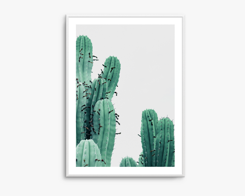 Thorns, Spines, And Prickles, HD Png Download