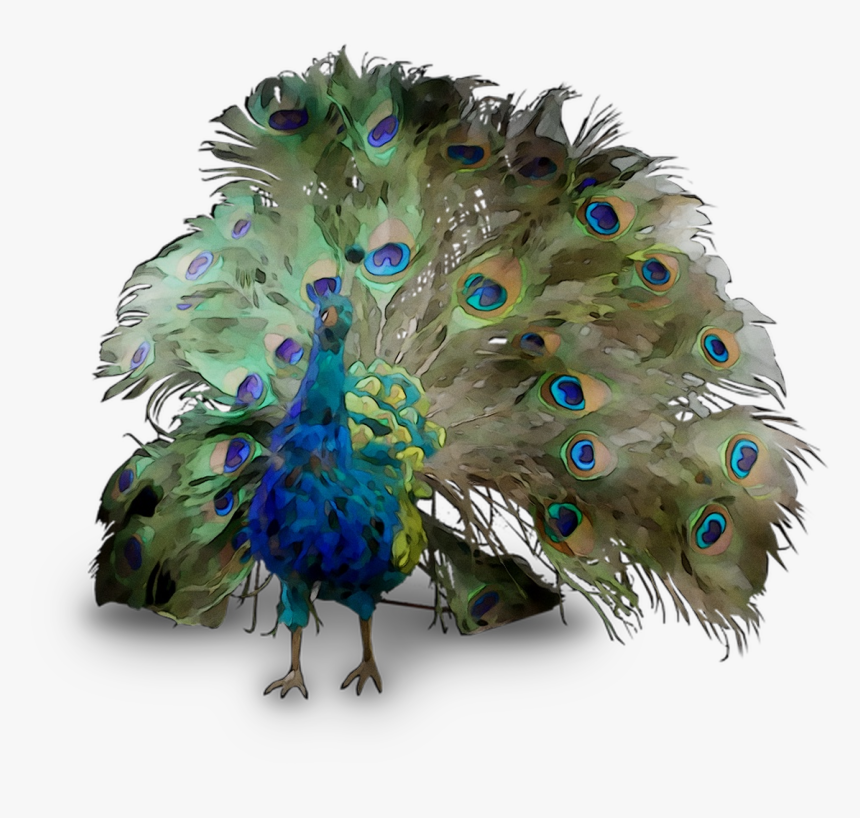 Peafowl Feather Beak Free Download Png Hd Clipart, Transparent Png