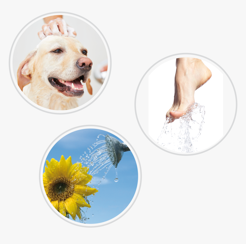 Best Labrador Shampoo, HD Png Download