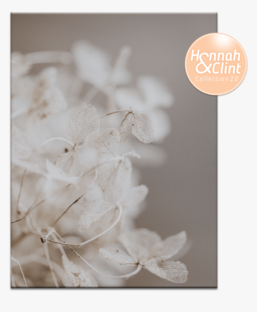 53hc Fairy Wings - Cherry Blossom, HD Png Download