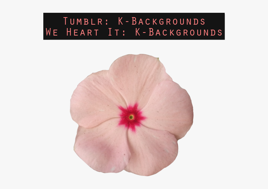 Hawaiian Hibiscus, HD Png Download