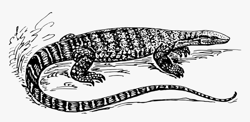 Clip Art Reptile Scale - Monitor Lizard Black And White, HD Png Download