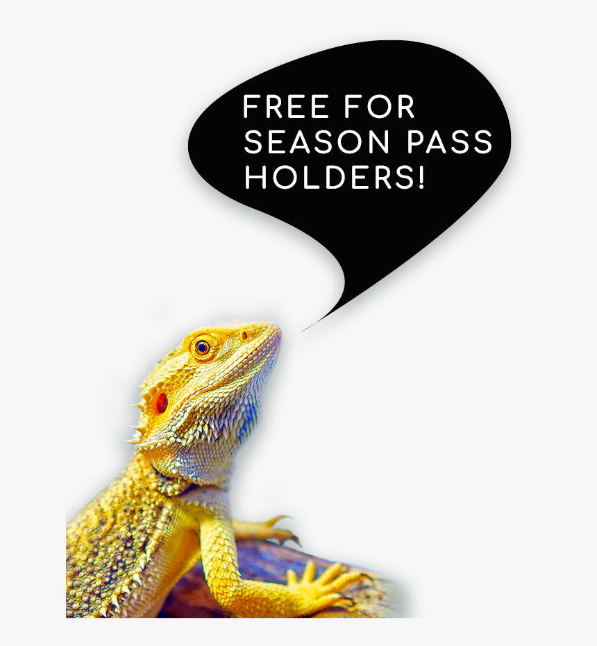 Dragon Lizard, HD Png Download