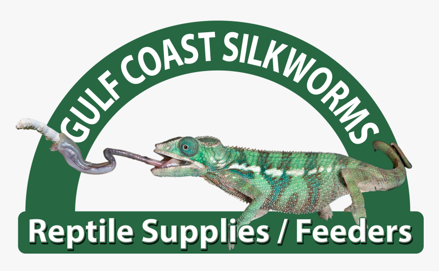 Punxsutawney Phil, HD Png Download