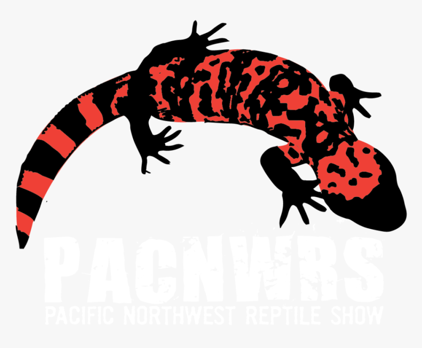 Gecko, HD Png Download