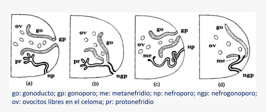 Distintas Relaciones Entre Los Sistemas Reproductor - Drawing, HD Png Download