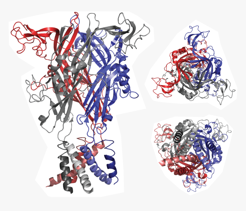 Transparent Poro Png - Graphic Design, Png Download