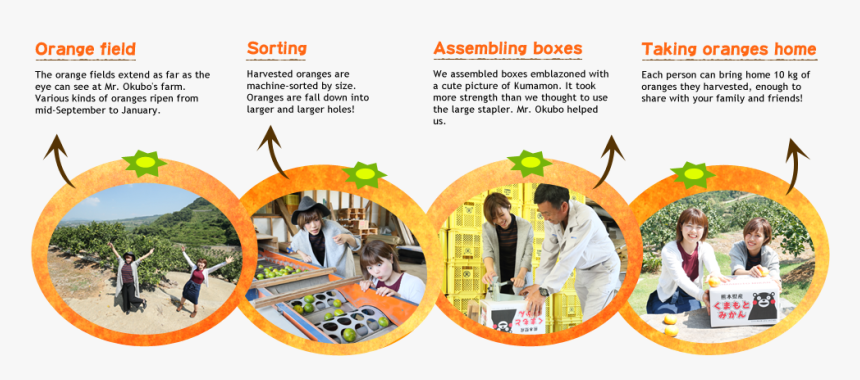 Hands-on Orange Harvesting - Decoration, HD Png Download