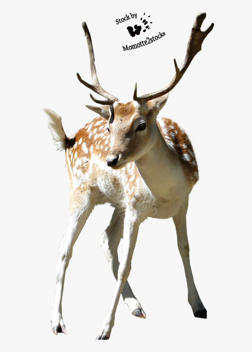 Christmas Deer Png - Sika Deer Transparent, Png Download