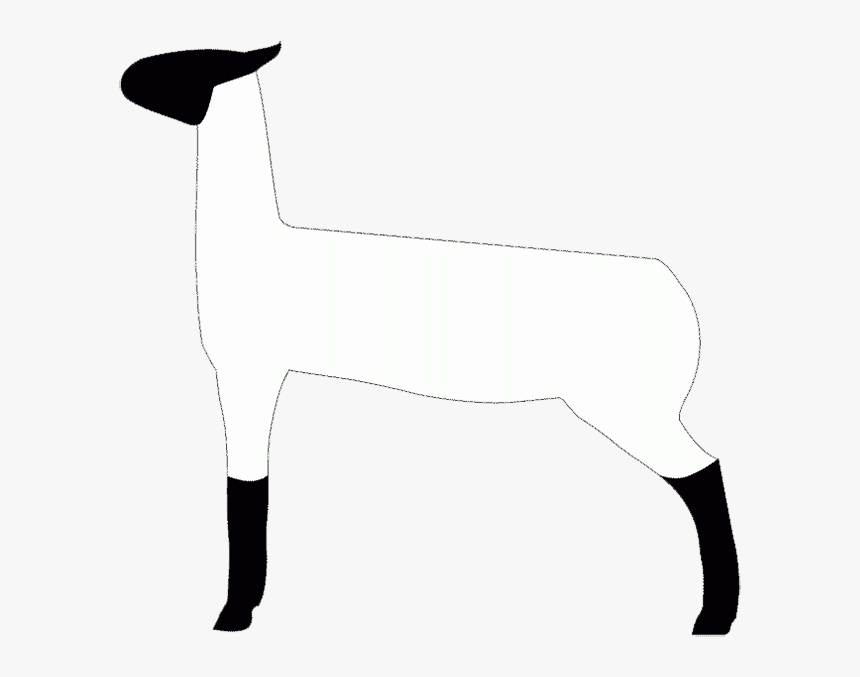 Lamb Show Clip Art, HD Png Download
