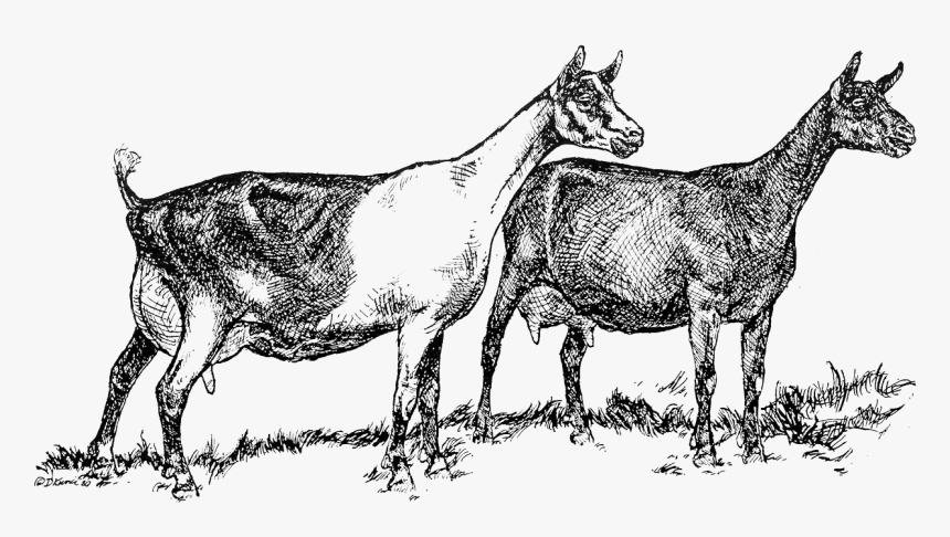 Dairy Goat Clipart, HD Png Download