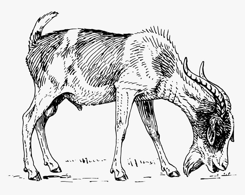 Big Image Png - Goat Head Eating Grass, Transparent Png