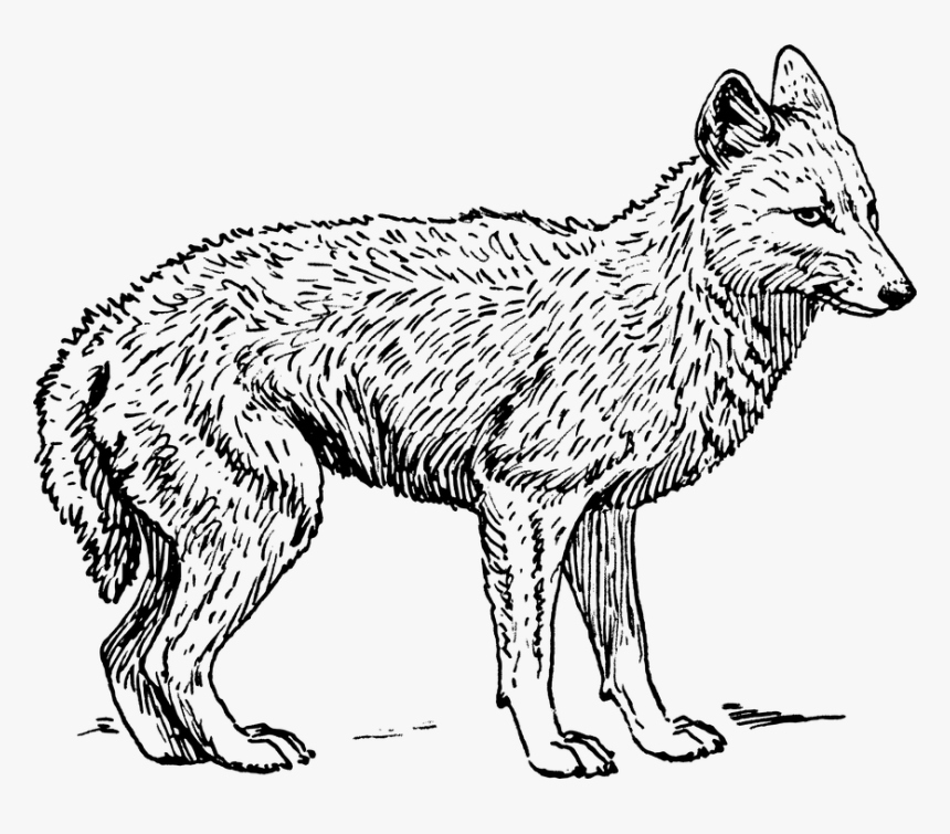 Fox, Wolf, Animal, Biology, Mammal, Zoology - Coyote Black And White, HD Png Download