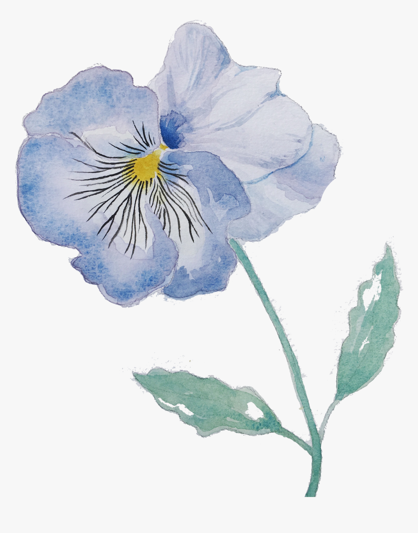 Pansy, HD Png Download