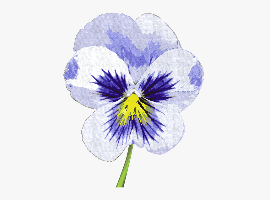 Pansy, HD Png Download