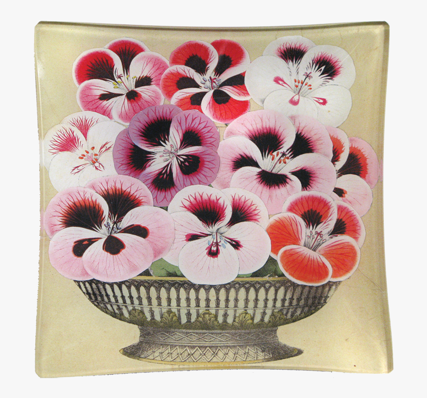 Pansy, HD Png Download