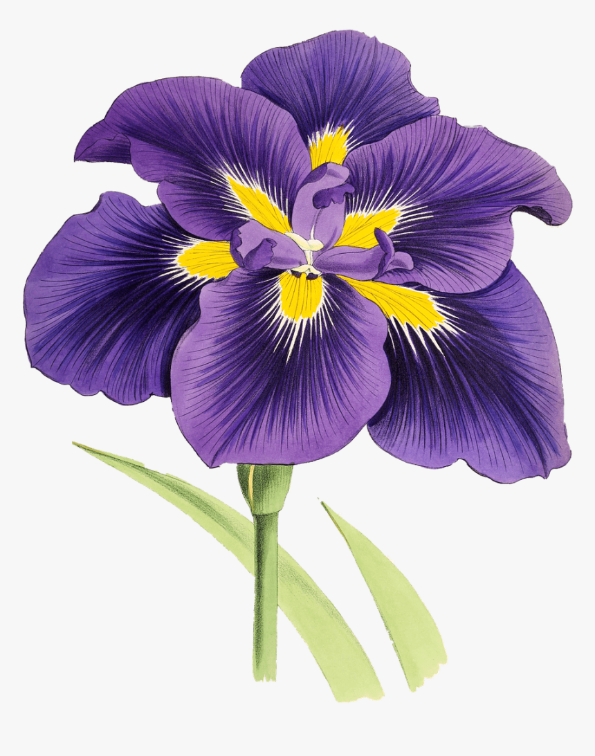 Mauve Lily Drawing - Iris Clipart, HD Png Download