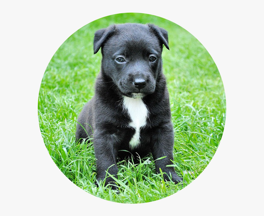 Dog In Grass, HD Png Download