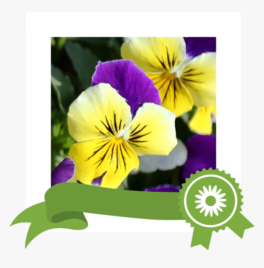Pansy, HD Png Download