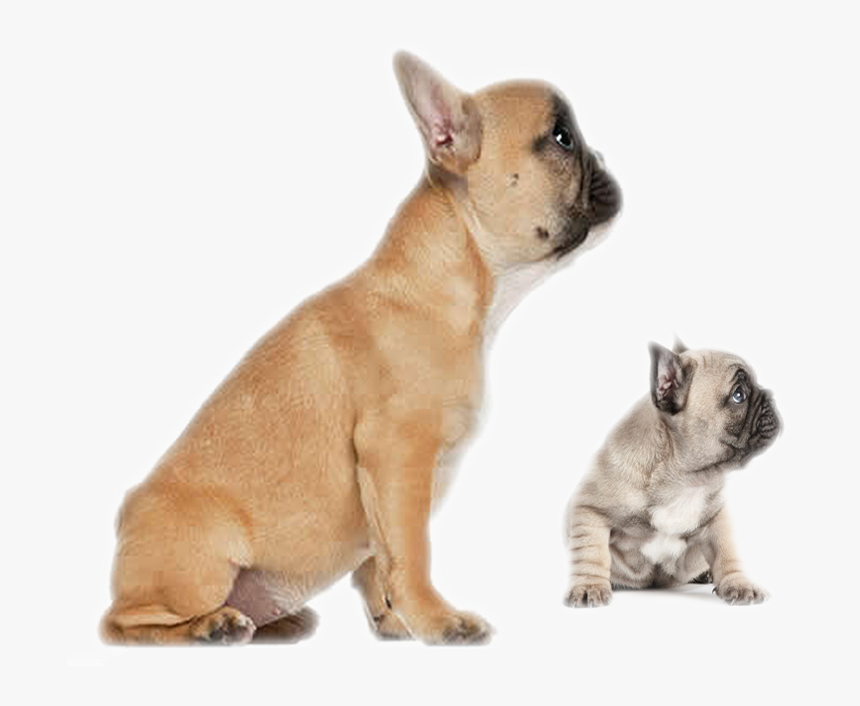 Clip Art Faramula Your Formula For , Transparent Cartoons - 5 Months Old French Bulldog, HD Png Download