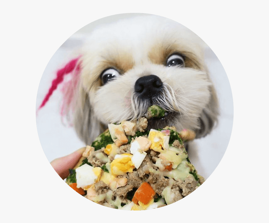 Transparent Dog Barking Png - Companion Dog, Png Download