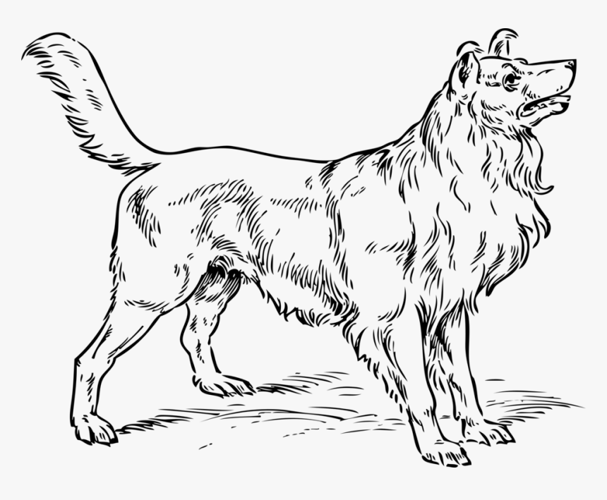 Line Art,wildlife,paw - Collie Dog Coloring Pages, HD Png Download