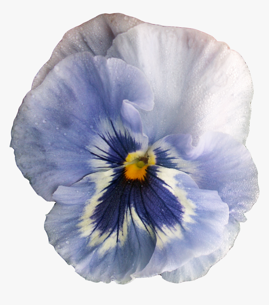 Pansy, HD Png Download