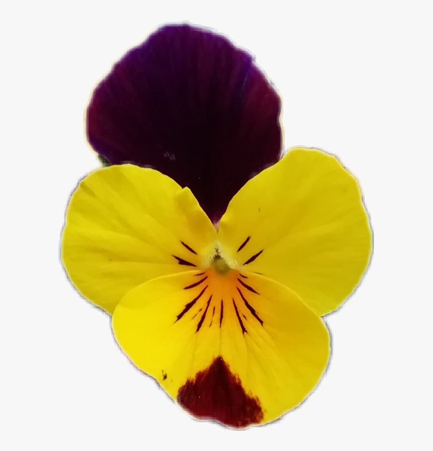 #flowers #flowerphotography #flower #pansy #viola #purpleandyellowflower - Pansy, HD Png Download