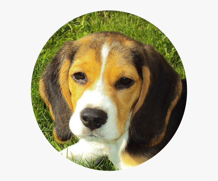 5 Cualidades De Un Perro, HD Png Download