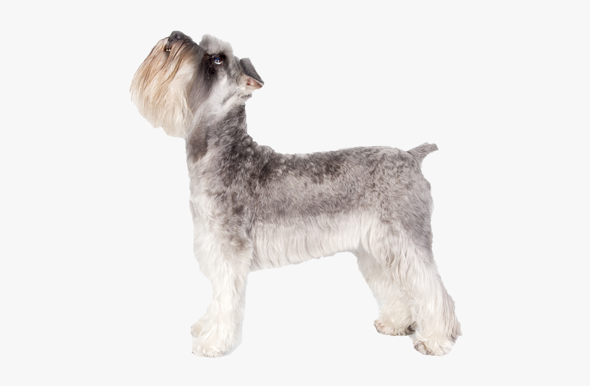 Standard Schnauzer, HD Png Download