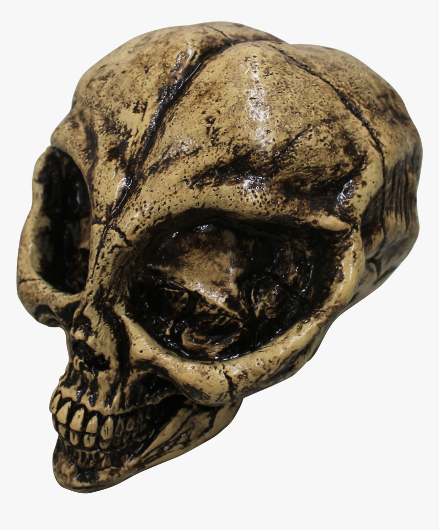 27729 - Resin Skull, HD Png Download