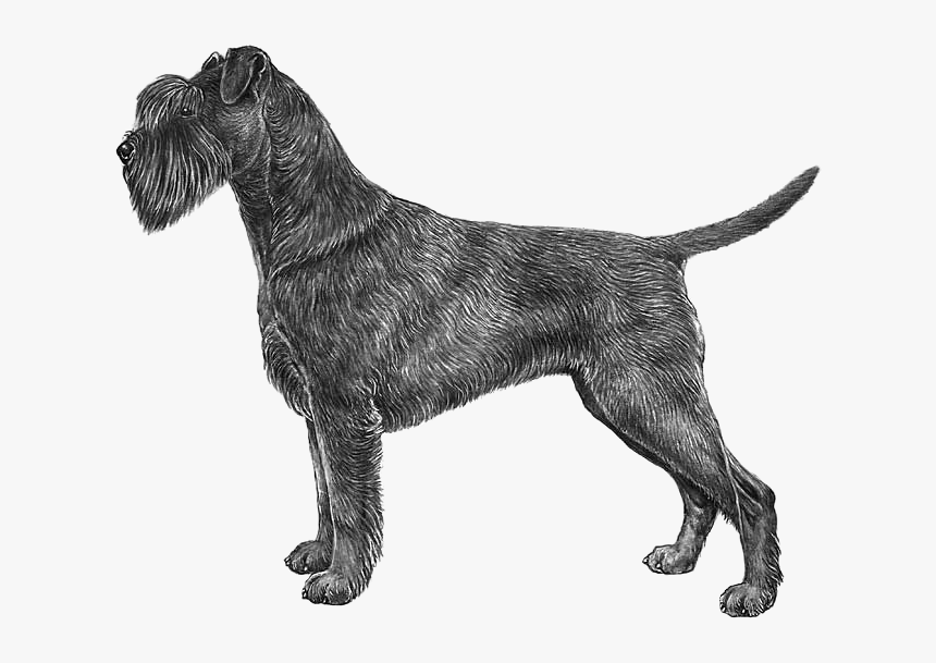 Transparent Schnauzer Png - Standard Schnauzer, Png Download