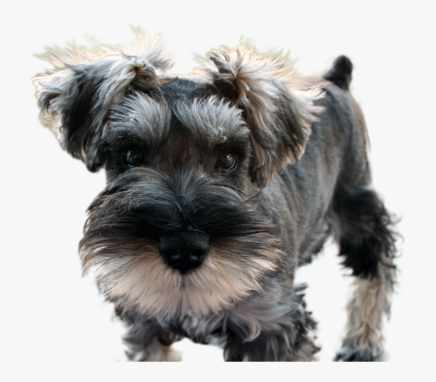 Miniature-schnauzer - Shouser Dog, HD Png Download
