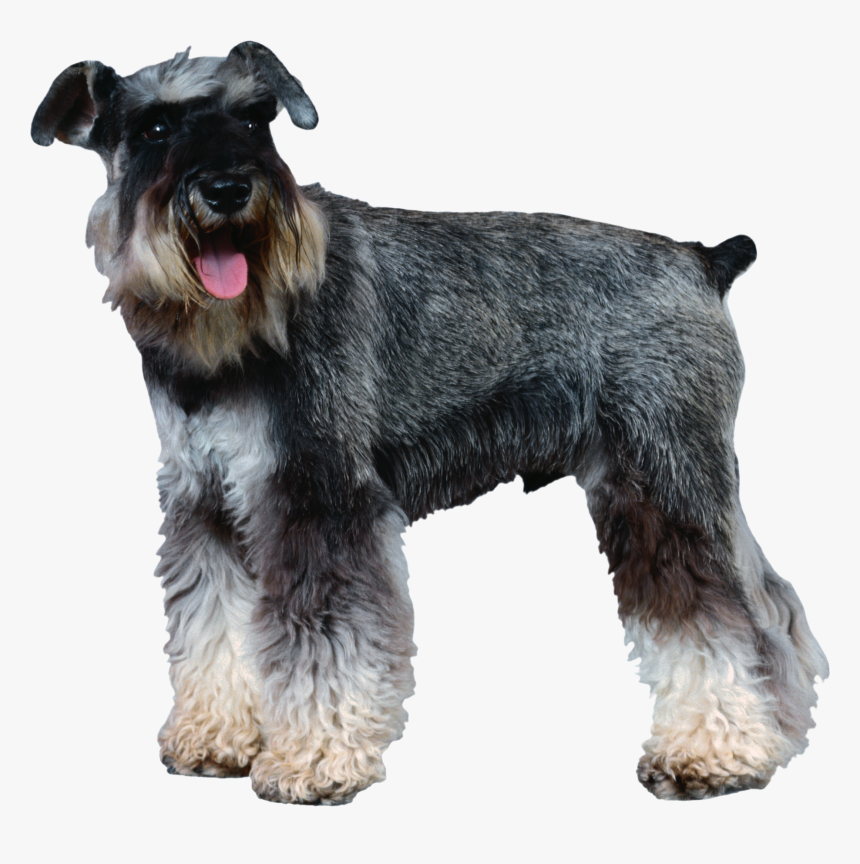 Dog Png - Transparent Background Schnauzer Png, Png Download