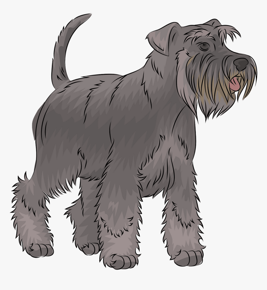 Miniature Schnauzer, HD Png Download