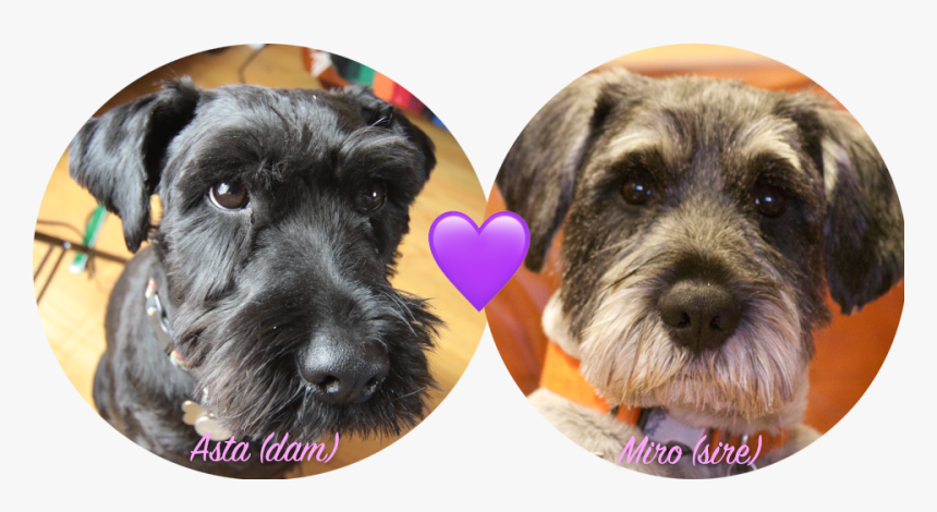 Miniature Schnauzer, HD Png Download