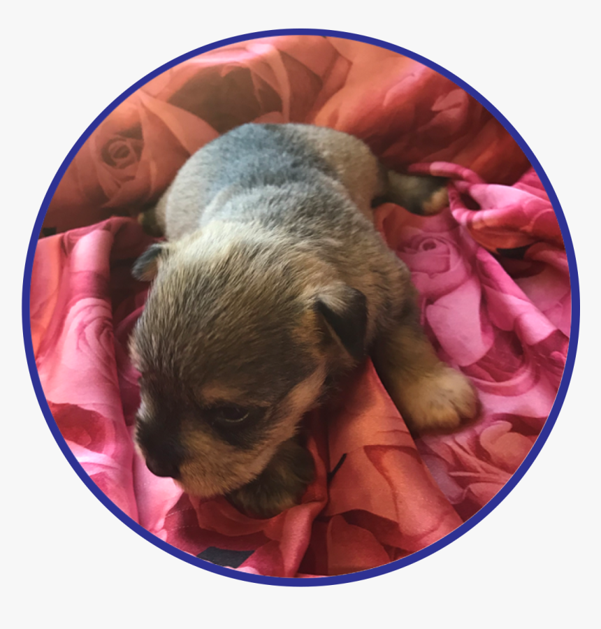 To See Available Schnauzer Puppies Click Here The Miniature - Companion Dog, HD Png Download