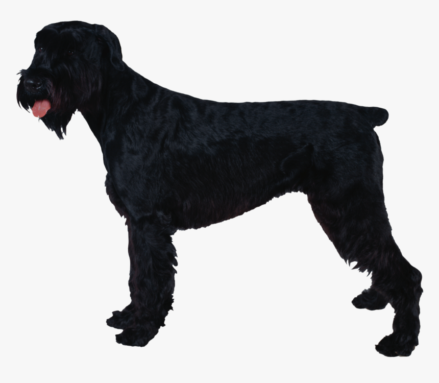 Giant Schnauzer Standard Schnauzer Miniature Schnauzer - Schnauzer, HD Png Download