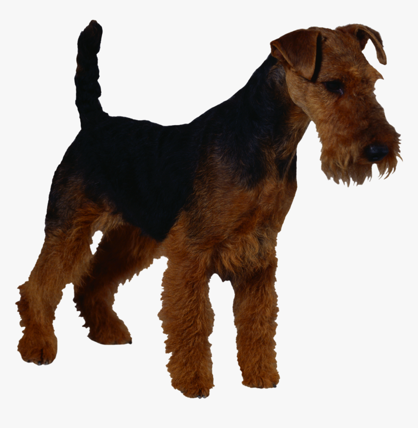 Dog Png - Wire Fox Terrier Silhouette, Transparent Png