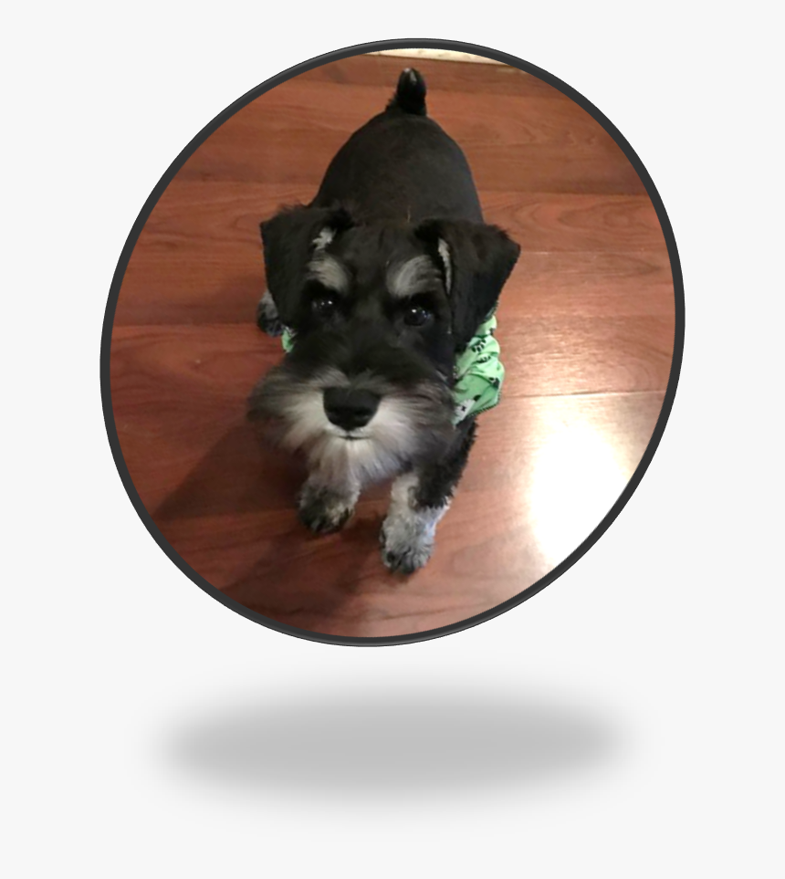 Miniature Schnauzer, HD Png Download