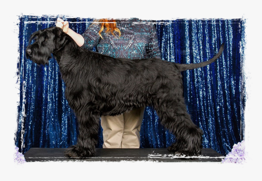 Standard Schnauzer, HD Png Download