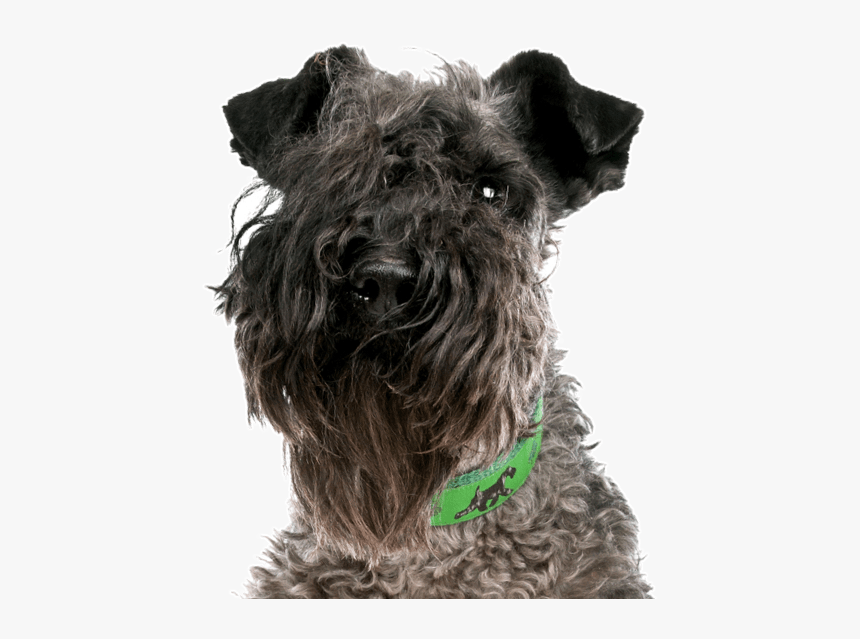 Wheaten Terrier Kerry Blue Mix, HD Png Download