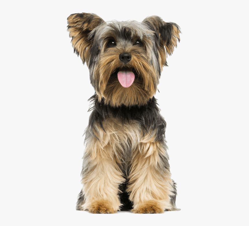 Yorkshire Terrier Front View, HD Png Download