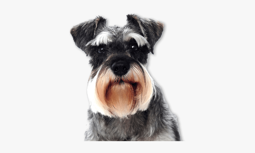 Traslado De Mascotas - Black And White Minature Schnauzer, HD Png Download