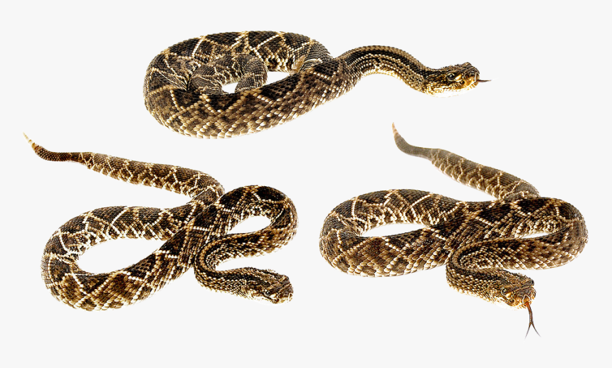 Snake, Terrarium, Bastards, Animals, Camo, Venomous - Snake Tail, HD Png Download