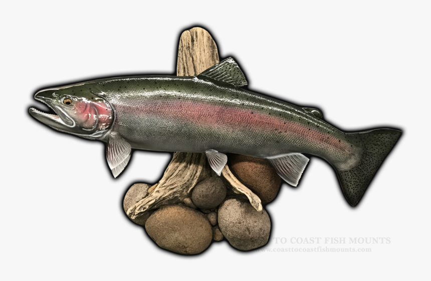 Steelhead Replica Mounts, HD Png Download