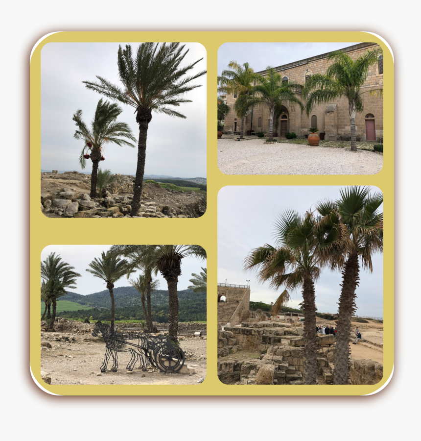 Attalea Speciosa, HD Png Download