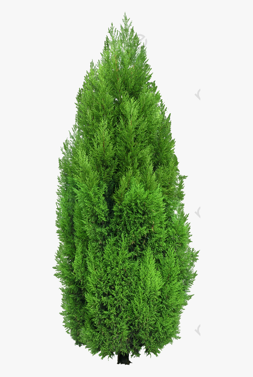 Dense Green Pine Needles - Cypress Tree Png, Transparent Png