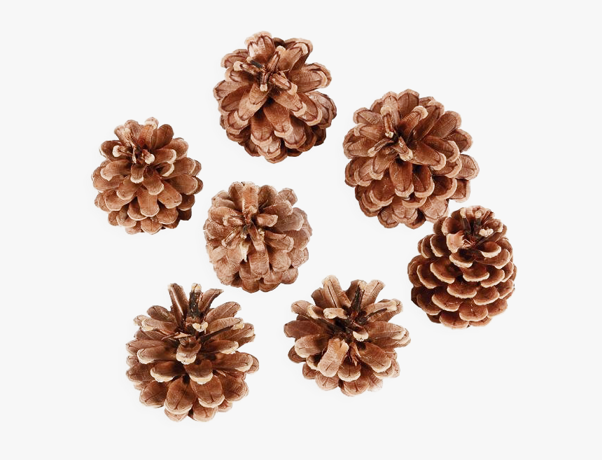 Pine Cone Png Transparent Image - Artificial Flower, Png Download
