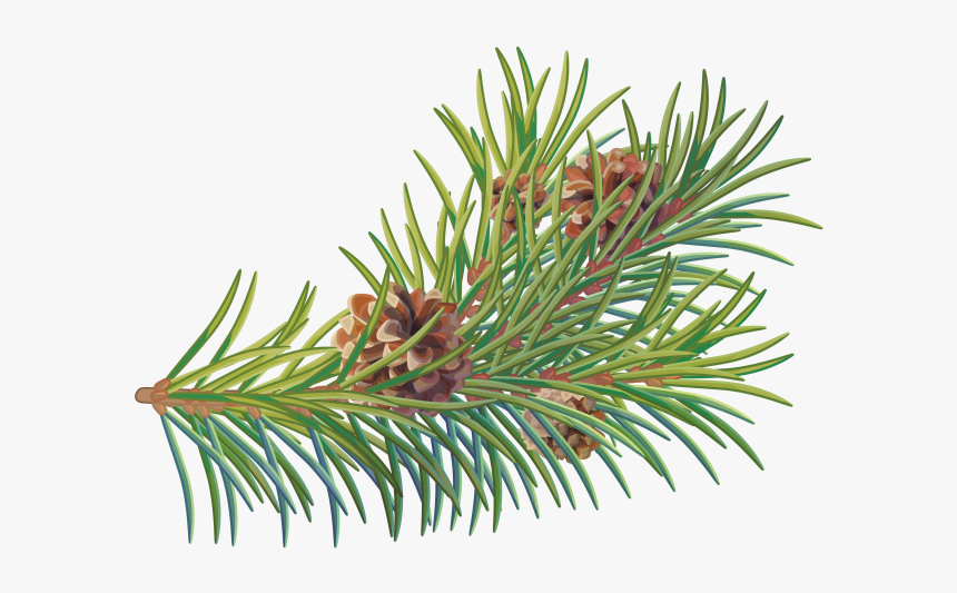 Two Needle Pinyon Pine, HD Png Download